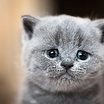 A-gray-cat-crying-looking-upset.jpg