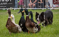 ducks.jpg
