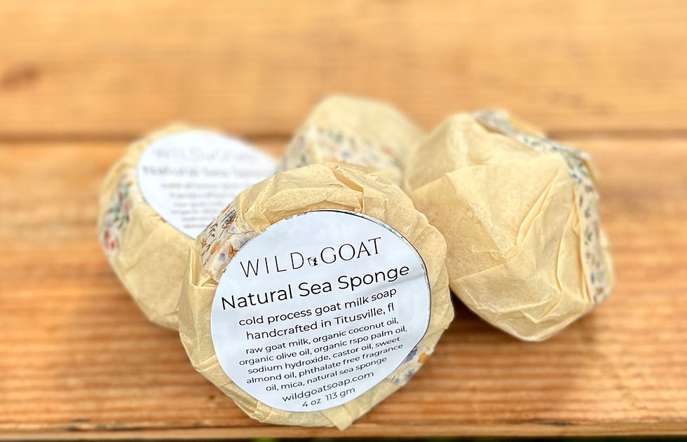 Thumbnail: Sea Sponge