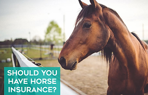 Horse insurance.png