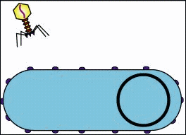 phage2.gif