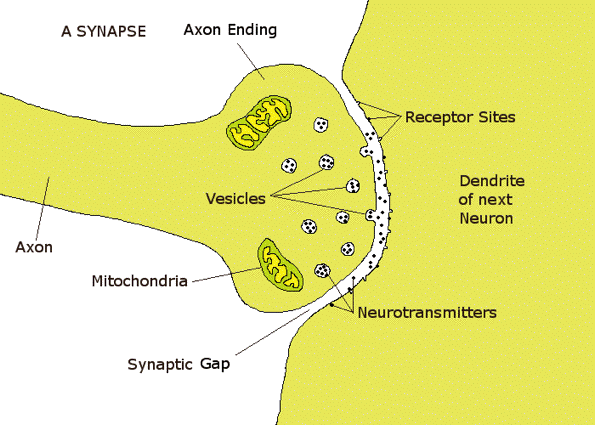 synapse.gif