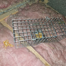 A metal rat trap is placed on pink insulation in an attic. Corn is scattered beside it.