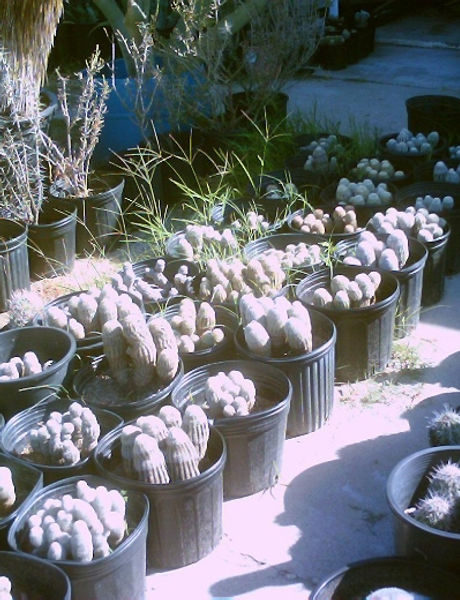 Lace_Cactus.jpg