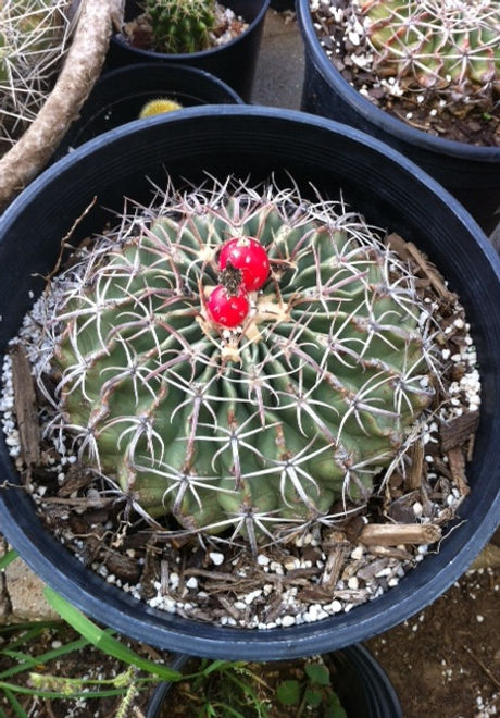 8-in-diameter-horse-crippler.jpg