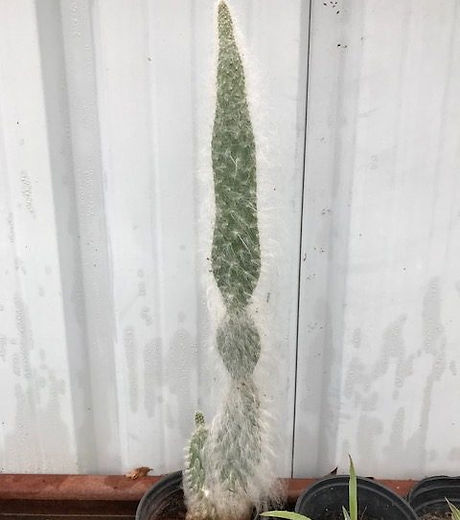 Hairy-Opuntia-e1519419606402.jpg