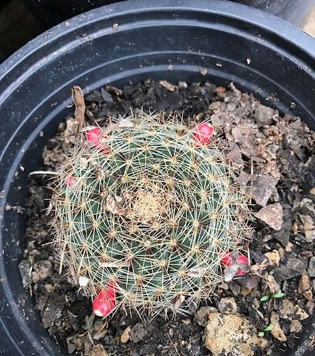 Mammillaria-e1519419625547.jpg
