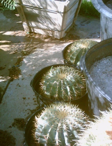 Ferocactus_glaucescens.jpg
