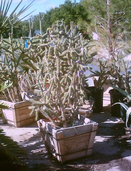 Opuntia_tunicata_cholla.jpg