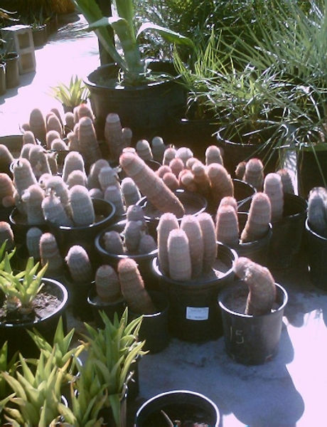Rainbow_Cactus.jpg