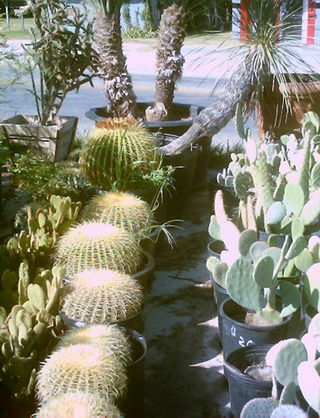 Echinocactus_grusonii.jpg