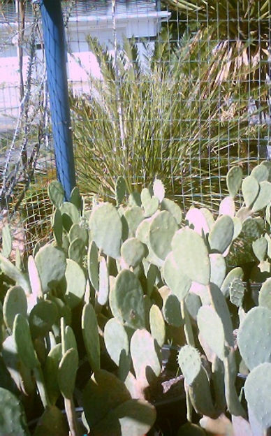Spineless_Pricklypear.jpg
