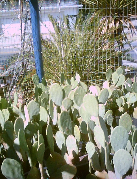 Spineless_Pricklypear.jpg