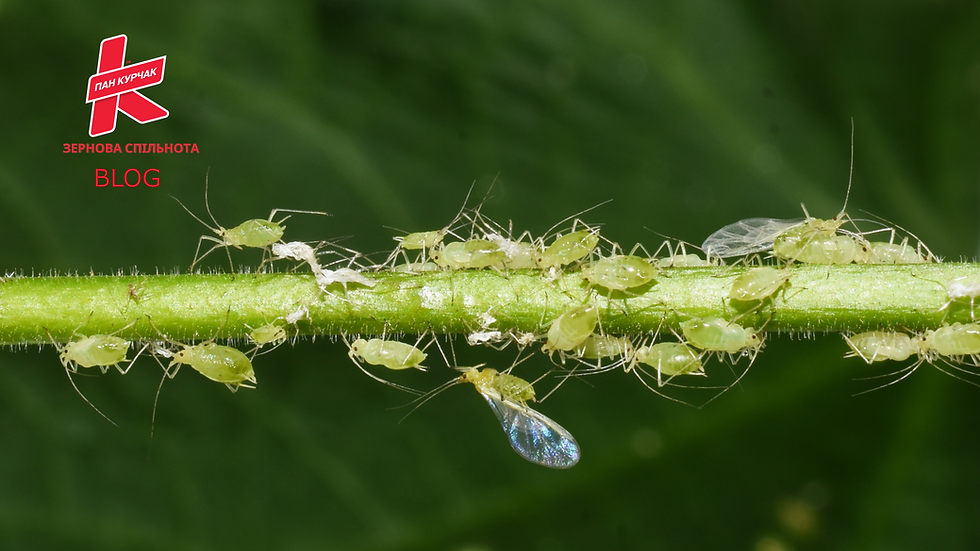 Як захистити зернові та олійні культури від шкідників у 2025 році: сучасні світові технології
