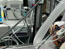 The Best Veterinary Patient Monitor for Small Animal Clinics in Canada: Meet the Bizelp ZM-5
