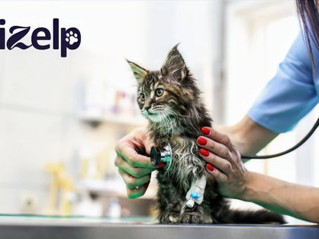 What strategies can Ontario vets use to build client loyalty amidst evolving pet industry trends.