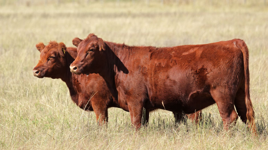 The Ashes of a Red Heifer