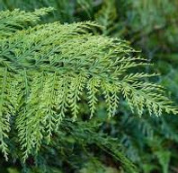 Asplenium bulbiferum.jpg