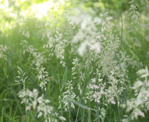 Long grass offers shelter to invertebrates in this wildlife garden by Beautiful Wild