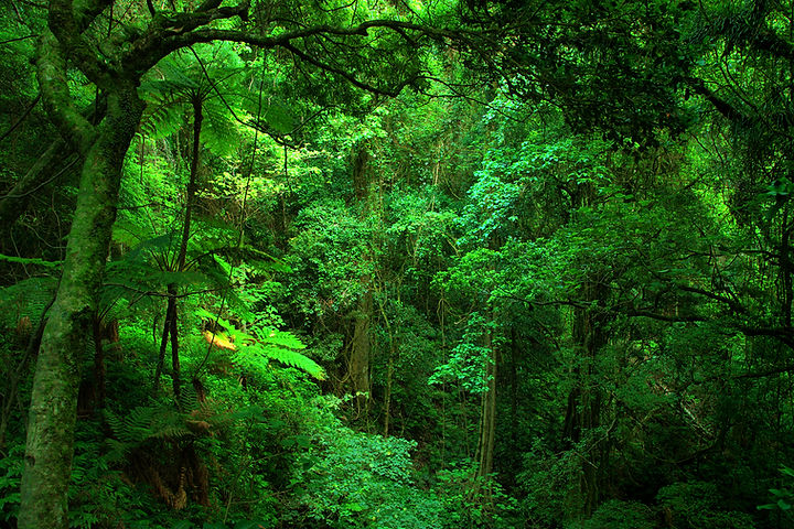 Rainforest - Bunya National Park SE Queensland Australia.jpg