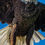 Thumbnail: Bald Eagle WallPaper Pack I