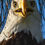 Thumbnail: Bald Eagle WallPaper Pack I