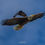 Thumbnail: American Bald Eagle “Soar and attack” 11 x 14 Fine Art Print