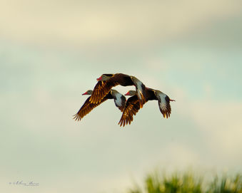 Black bellied Whistling Duck Trio in flight 8186.jpg