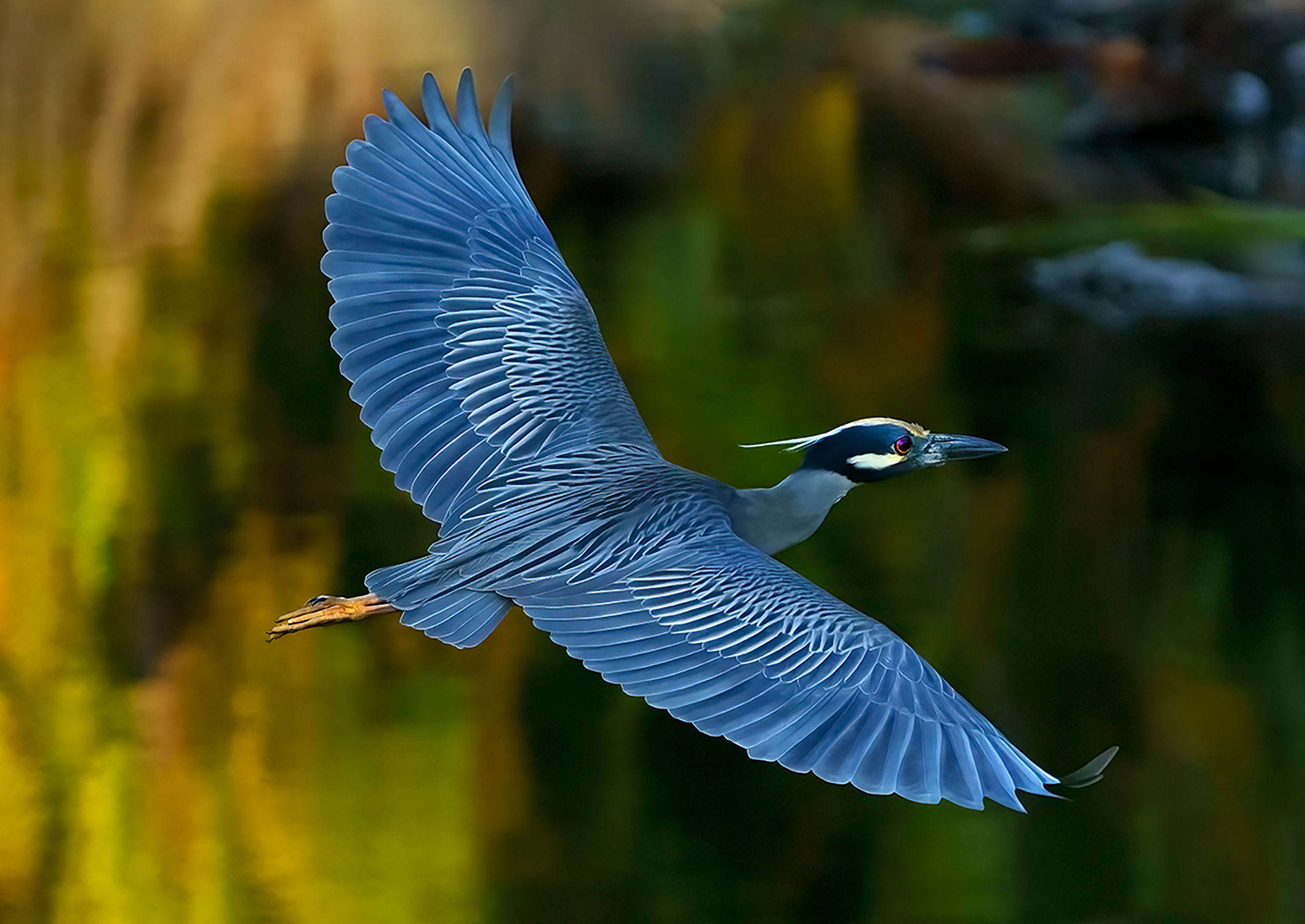 24 x 17 Acrylic Yellow-crowned Night Heron, Wings