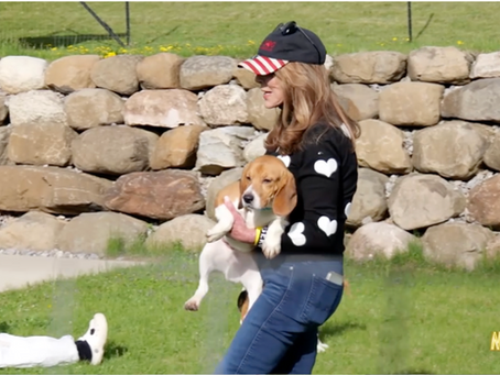 Inside the decade-long fight to free thousands of dogs from testing site
