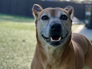 Daisy's Long Road to Love