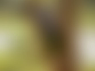 Frito & Nelson, A Bond that Heals