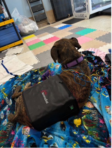 The Power of Light: Supporting Our Dogs with Red Light Therapy