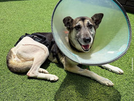 Esmeralda’s Fight to Survive