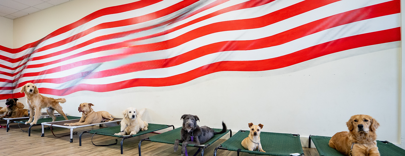 vet dog.png