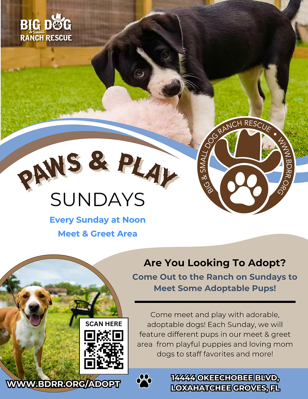 Paws & Play Sundays