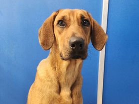 Not many chips have taken a journey quite like our beloved Dorito.