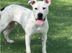 Tiny Tim’s BIG Transformation