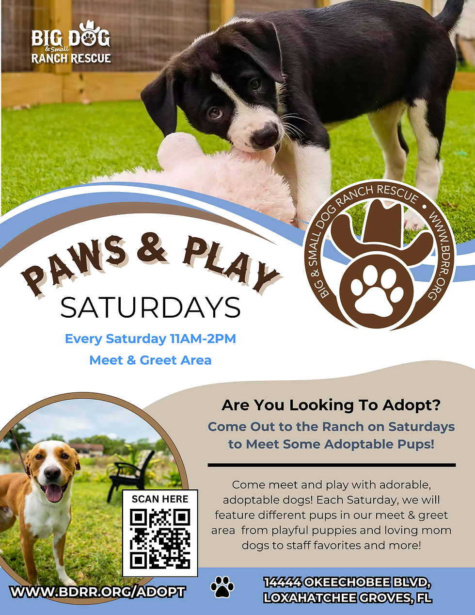 Paws & Play Saturdays
