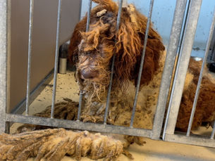 14 severely-matted doodle dogs rescued by Big Dog Ranch from breeder in Alabama