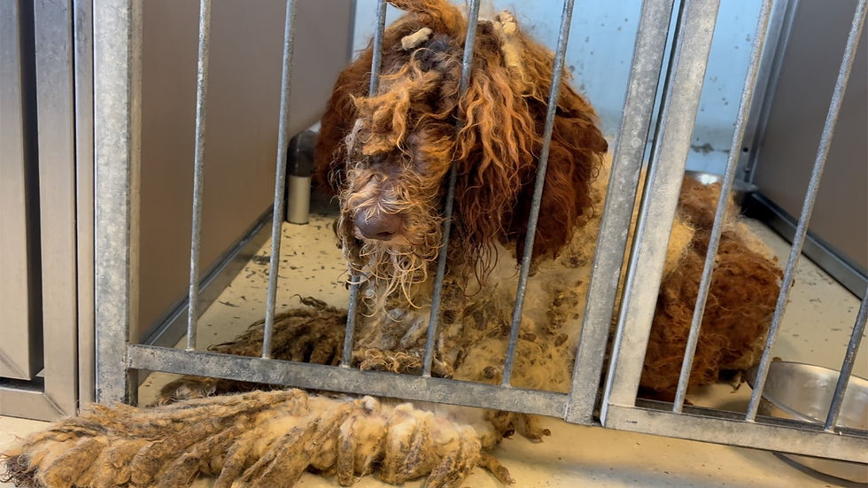 14 severely-matted doodle dogs rescued by Big Dog Ranch from breeder in Alabama