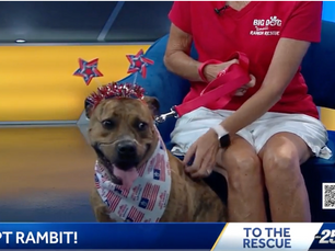 Dog once found with duct tape around his mouth now ready for adoption, organization says