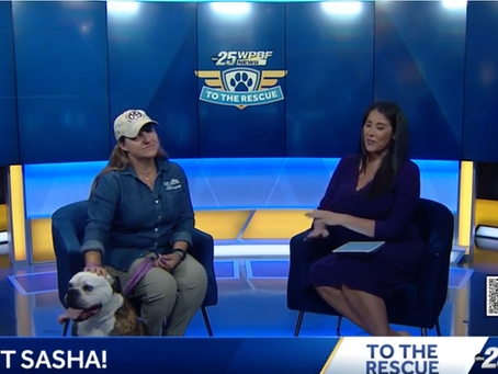 Big Dog Ranch Rescue seeking loving home for a 5-year-old American Bulldog