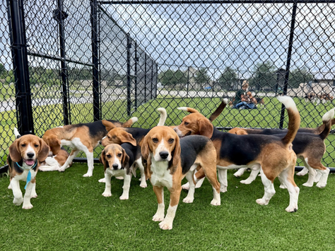 Florida rescue leads effort to give 1,500 lab beagles a second chance