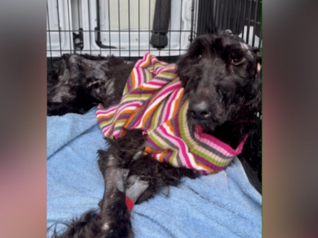 Big Dog Ranch Rescue treating giant schnauzer found suffering from starvation in Broward County