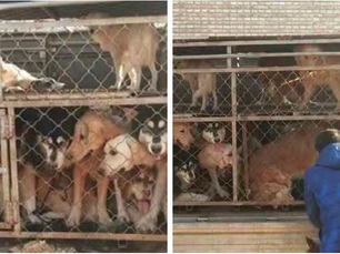 Asia Meat Dog Rescue