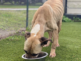 When Love Found Lovebug