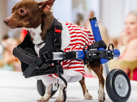 Wheels, Willpower, and a Little Bit of Magic