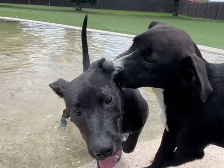 How Big Dog Ranch Rescue is highlighting the importance of adoption and fostering