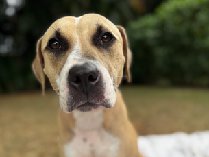 Megan Lost a Leg, But Not Her Will to Live